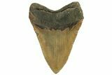 Fossil Megalodon Tooth - North Carolina #219938-2